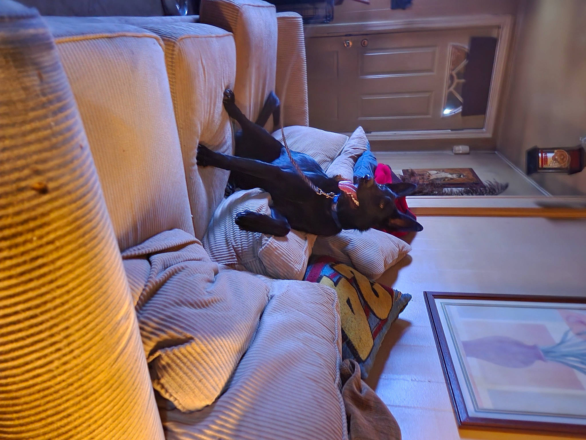 Thor is registered to the contest to win money with this photo: bookcase, cabinetry, car_seat, car_seat_cover, chest, chest_of_drawers, comfort, cupboard, drawer, flooring, furniture, hardwood, interior_design, living_room, luxury_vehicle, purple, room, shelf, shelving, wood