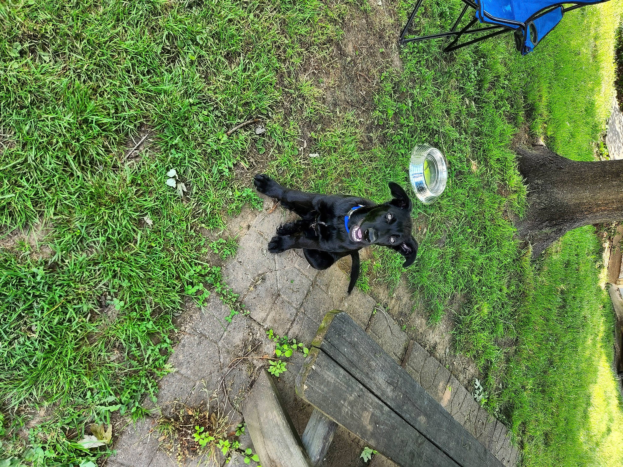 Thor joined the competition — help win amazing prizes! adventure, canidae, dog, dog_breed, garden, grass, grass_family, groundcover, landscape, lawn, leisure, plant, recreation, shadow, shrub, soil, sporting_group, tree, trunk, yard