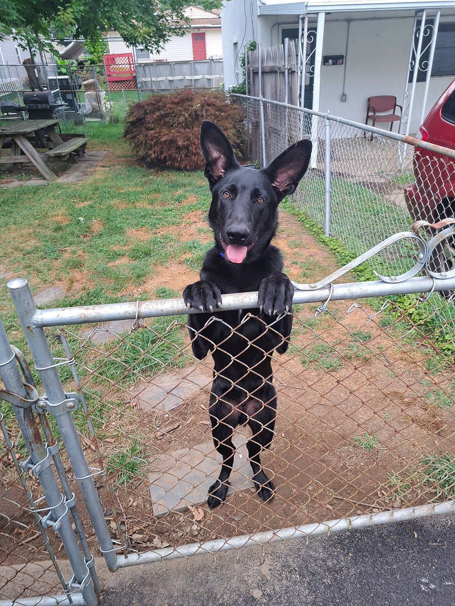 Thor is registered to the contest to win money with this photo: canidae, carnivore, collar, companion_dog, dog, dog_breed, dog_supply, fawn, fence, grass, leash, pattern, pet_supply, plant, snout, sporting_group, tail, tree, wire_fencing, working_animal