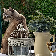 Blue participe au concours pour gagner de l'argent avec cette photo : cat, animal, pet, table, plant, greenery, pitcher, metal_cage, decor, outdoor, nature, leafy_plant, white_tablecloth, feline, background, garden, still_life, domestic_cat, sitting, side_view