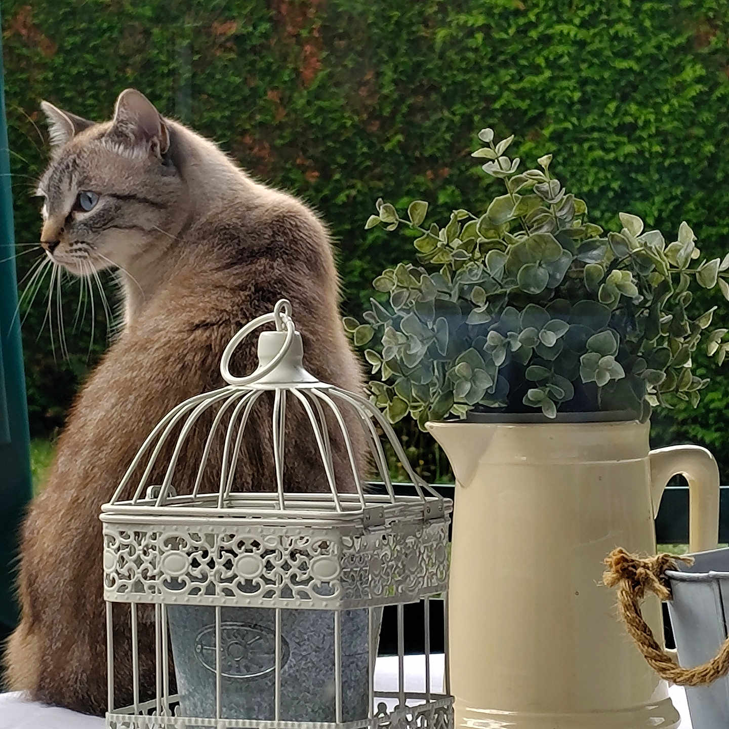 Blue participe au concours pour gagner de l'argent avec cette photo : animal, background, cat, decor, domestic_cat, feline, garden, greenery, leafy_plant, metal_cage, nature, outdoor, pet, pitcher, plant, side_view, sitting, still_life, table, white_tablecloth