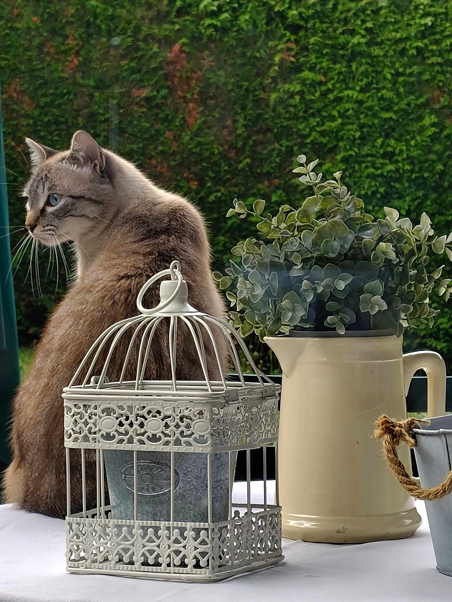 Blue participe au concours pour gagner de l'argent avec cette photo : cat, animal, pet, table, plant, greenery, pitcher, metal_cage, decor, outdoor, nature, leafy_plant, white_tablecloth, feline, background, garden, still_life, domestic_cat, sitting, side_view