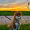 Baya participe au concours pour gagner de l'argent avec cette photo : puppy, dog, grass, sunset, sky, leash, harness, outdoor, nature, field, pet, canine, sunlight, clouds, young, fluffy, brown, white, animal, scenic
