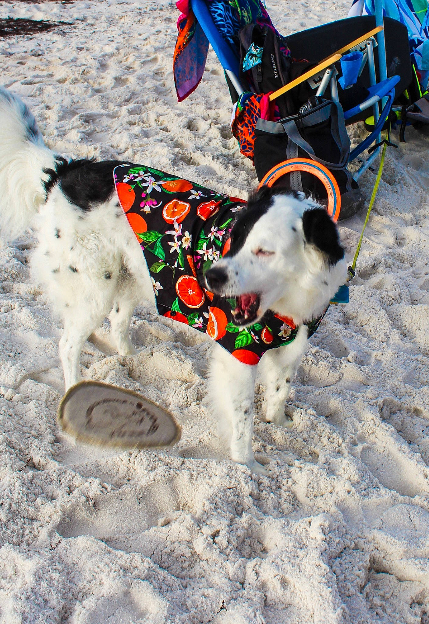 Sailor is registered to the contest to win money with this photo: carnivore, collar, companion_dog, dog, dog_breed, dog_clothes, dog_supply, fawn, freezing, ice_cap, leash, mammal, recreation, sledding, snout, snow, sporting_group, vertebrate, winter, working_animal