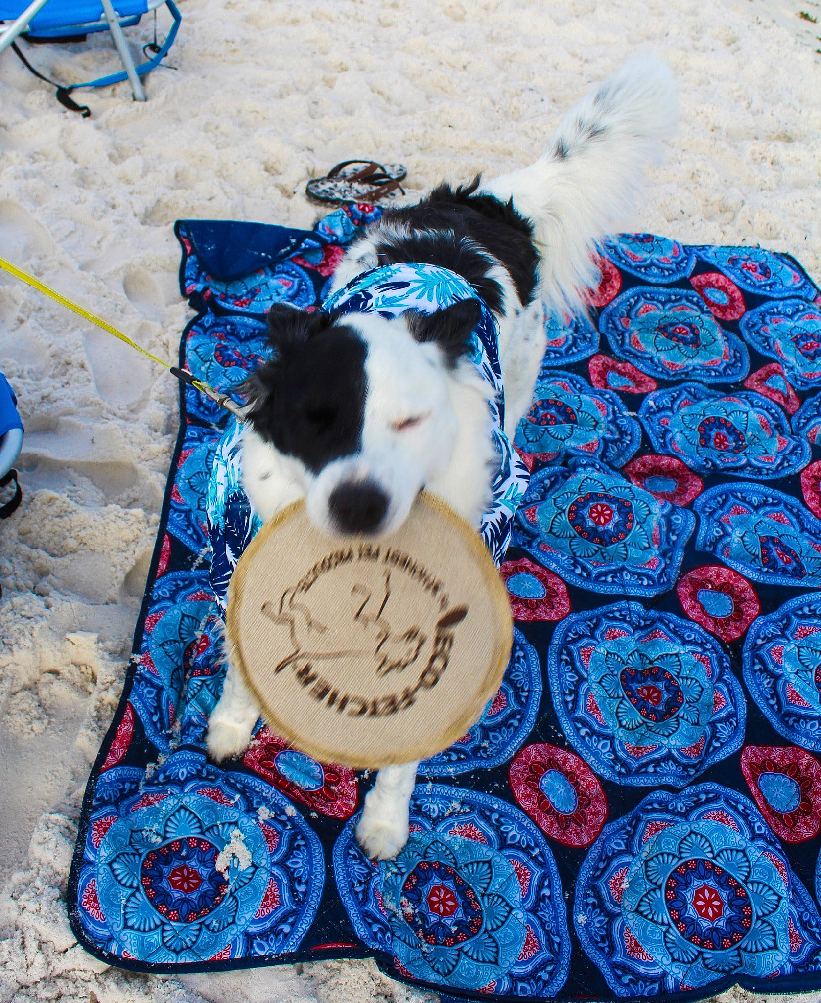 Sailor joined the competition — help win amazing prizes! art, azure, bag, blue, bow_tie, carnivore, collar, companion_dog, dog, dog_breed, dog_supply, electric_blue, fashion_accessory, flooring, fur, linens, pattern, pet_supply, tail, toy_dog