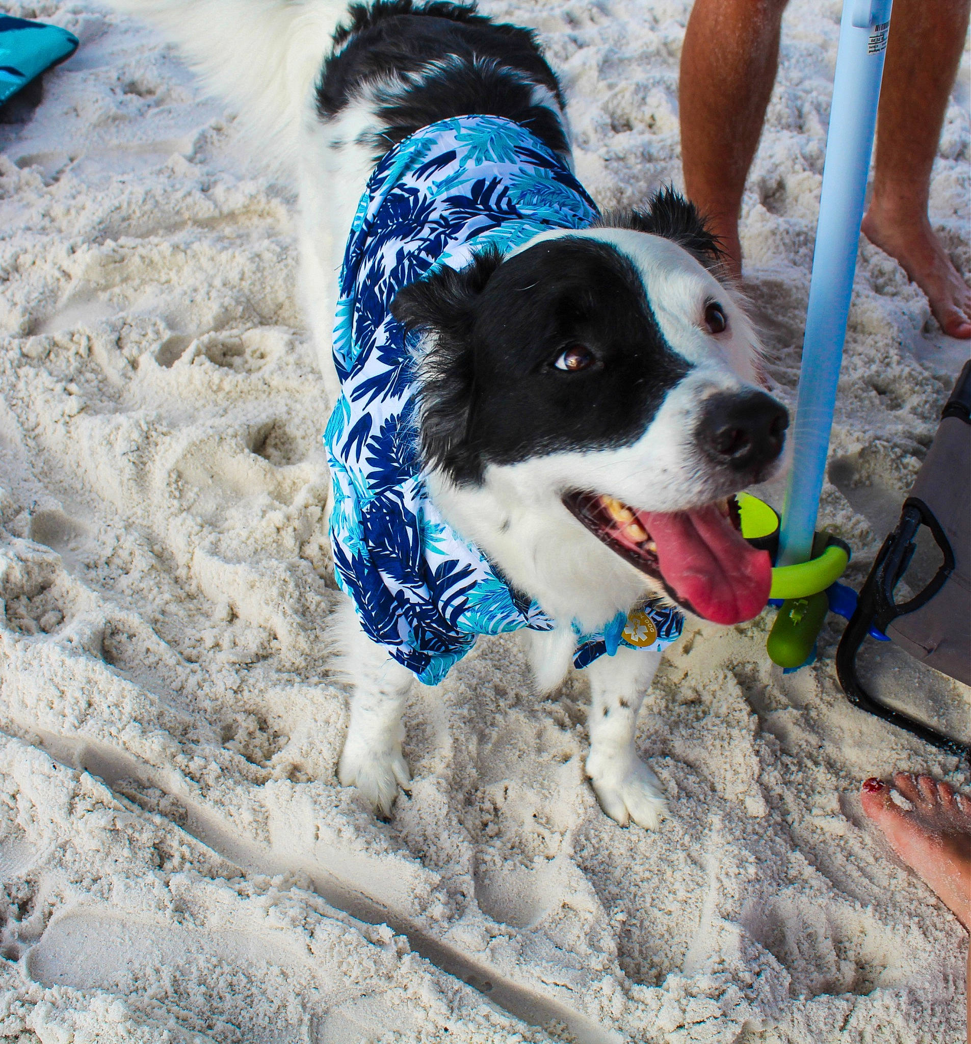 Sailor joined the competition — help win amazing prizes! ball, beach, blue, carnivore, collar, companion_dog, dog, dog_breed, dog_collar, dog_supply, electric_blue, foot, fun, pet_supply, recreation, shoe, sneakers, snout, snow, sporting_group
