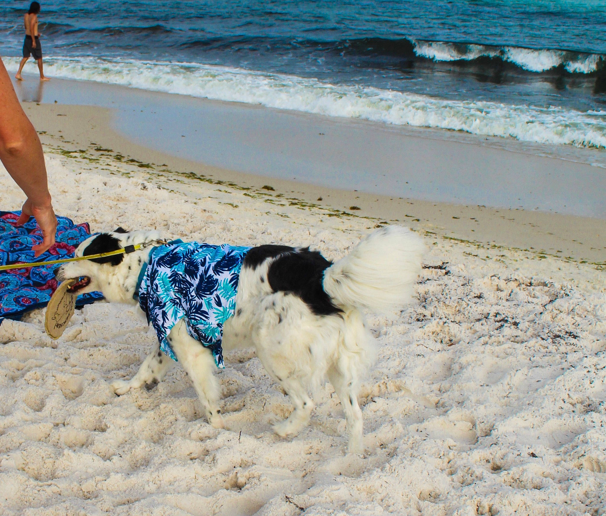 Sailor is registered to the contest to win money with this photo: azure, barefoot, beach, carnivore, coast, coastal_and_oceanic_landforms, collar, companion_dog, dog, dog_breed, fawn, foot, human_leg, ocean, people_on_beach, sand, shore, summer, water, wind_wave