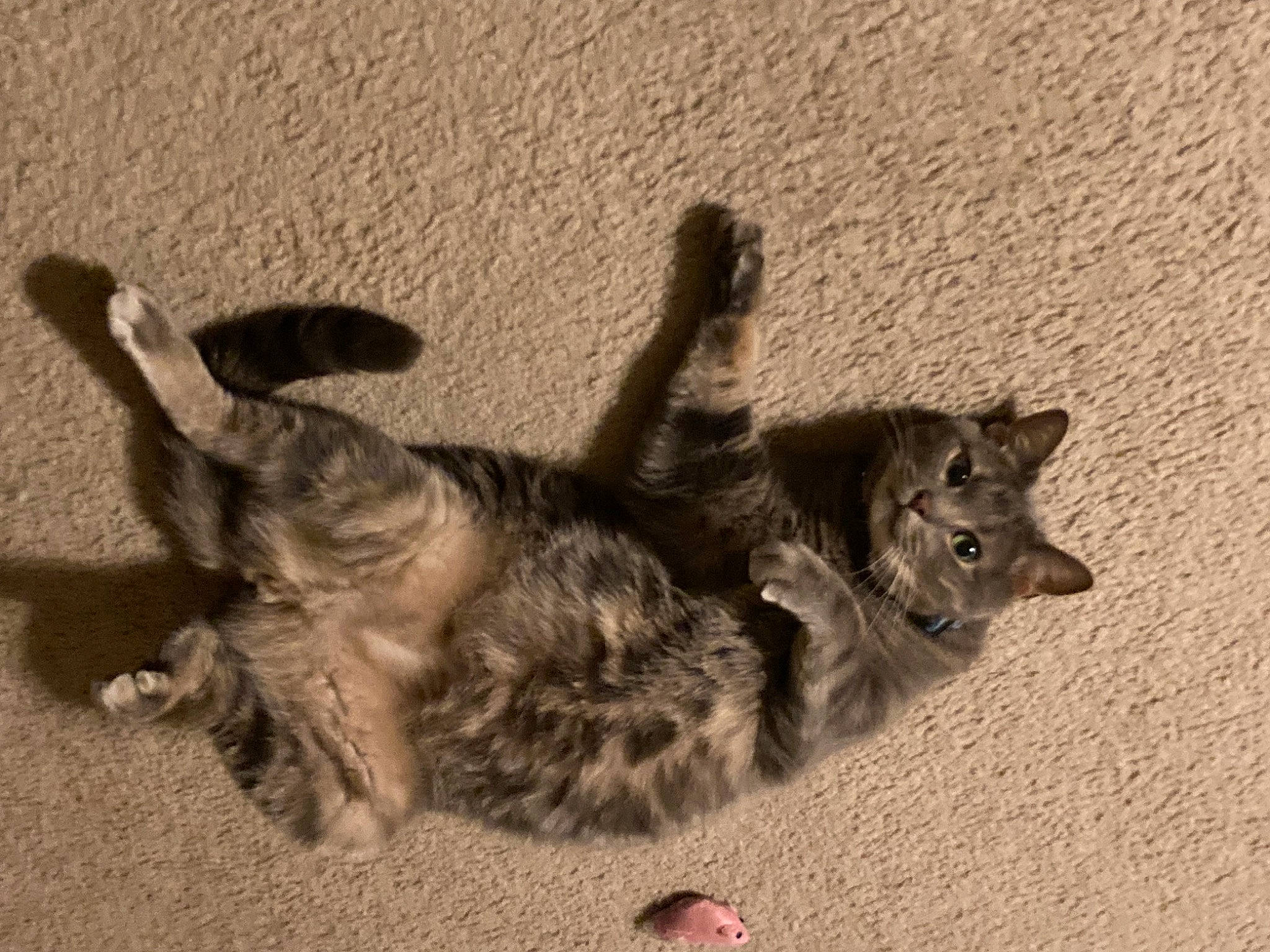 Rajah is registered to the contest to win money with this photo: carnivore, cat, cat_toy, claw, dog_breed, domestic_short_haired_cat, felidae, fur, paw, shadow, small_to_medium_sized_cats, soil, tail, terrestrial_animal, whiskers