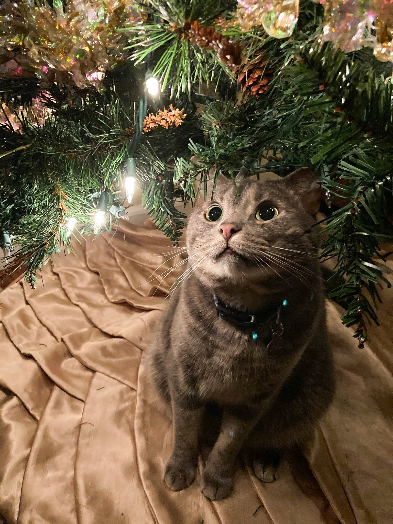 Rajah is registered to the contest to win money with this photo: carnivore, cat, christmas, christmas_decoration, christmas_ornament, christmas_tree, event, evergreen, felidae, grass, holiday, holiday_ornament, larch, nature, plant, small_to_medium_sized_cats, tail, tree, whiskers, wood