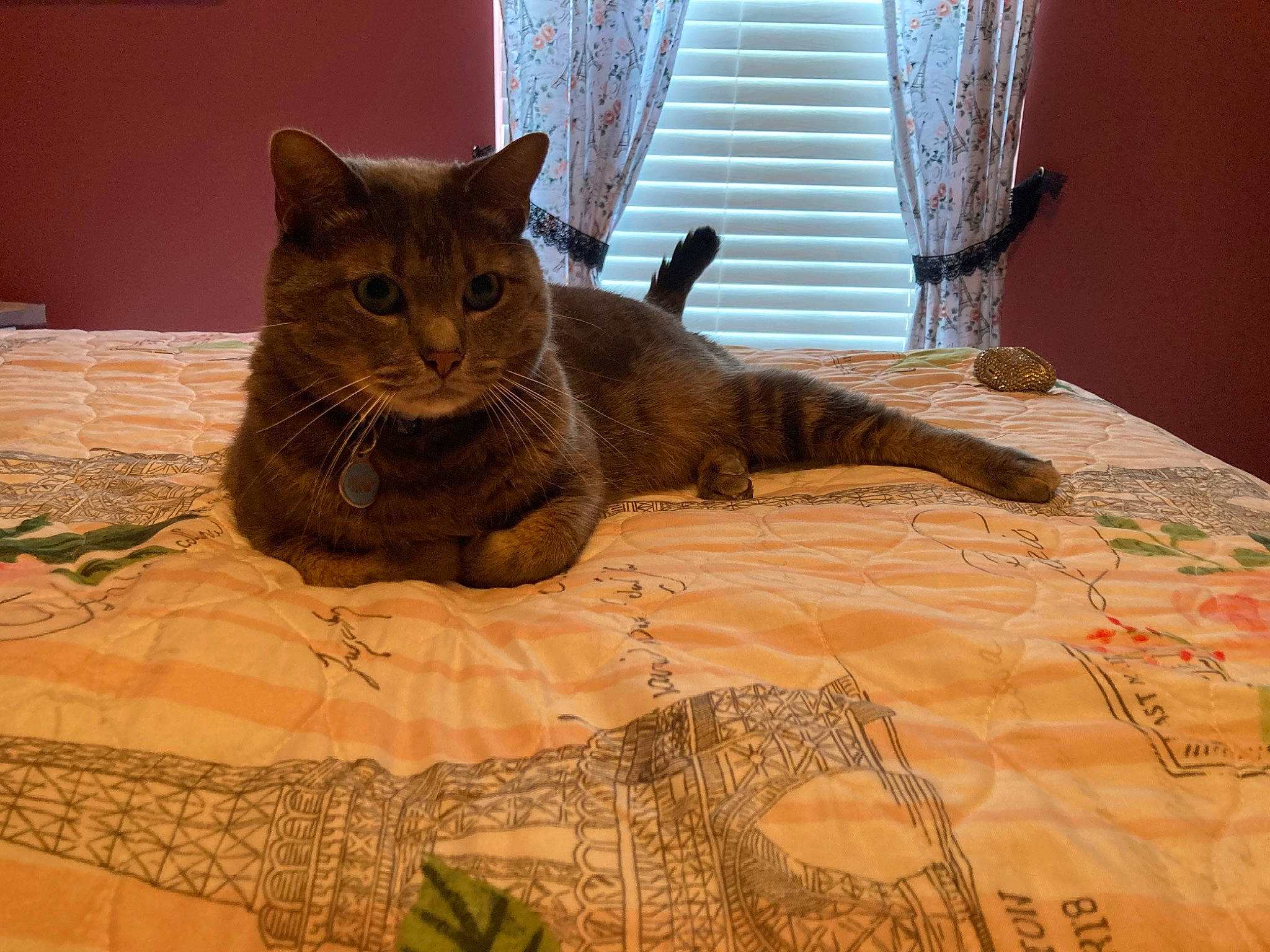 Rajah is registered to the contest to win money with this photo: bedding, brown, carnivore, cat, comfort, curtain, domestic_short_haired_cat, felidae, flooring, fur, hardwood, linens, pattern, room, small_to_medium_sized_cats, snout, terrestrial_animal, whiskers, window, wood