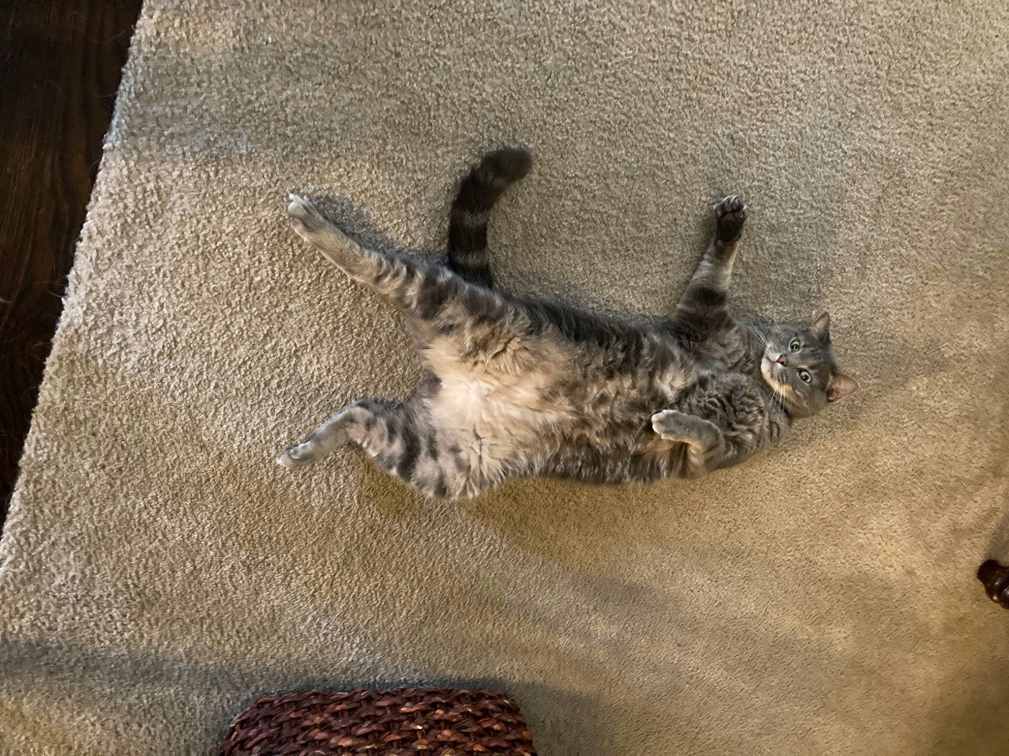 Rajah is registered to the contest to win money with this photo: canidae, carnivore, cat, claw, comfort, dog_breed, domestic_short_haired_cat, felidae, flooring, fur, grey, paw, shadow, small_to_medium_sized_cats, snout, sporting_group, tail, terrestrial_animal, whiskers, wood