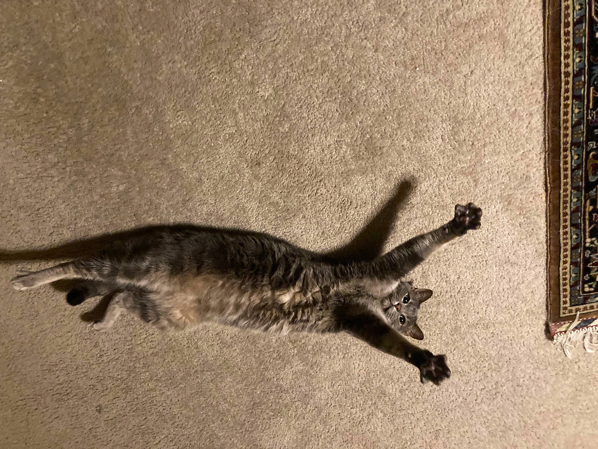 Rajah joined the competition — help win amazing prizes! art, claw, drawing, fin, fish, metal, monochrome, reptile, road_surface, scaled_reptile, shadow, tail, terrestrial_animal, visual_arts, wildlife, wood