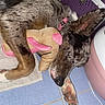 Louna a rejoint le concours — aidez-le/la à gagner de superbes lots ! dog, sleeping, toy, stuffed_animal, floor, tile, purple, pink, collar, pet, indoor, resting, paw, brown, black, white, texture, container, closeup, cozy