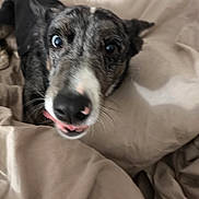 Louna a rejoint le concours — aidez-le/la à gagner de superbes lots ! dog, pet, close_up, bed, bedding, canine, fur, animal, indoor, sleeping_area, curious, playful, tongue_out, black_and_white, brown, nose, whiskers, ears, candid, cute