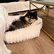Max is registered to the contest to win money with this photo: dog, pomeranian, pet, pet_bed, plush_bed, living_room, coffee_table, framed_photo, sofa, blanket, pillow, remote_control, hardwood_floor, slippers, person_partial, cell_phone, fur, collar, cute, cozy