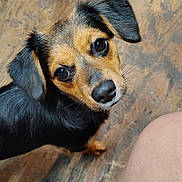 Minnie joined the competition — help win amazing prizes! dog, small_dog, puppy, looking_up, black_fur, tan_fur, wooden_floor, leg, shoe, casual, indoors, curious, pet, animal, paw, human, footwear, paused_video, screenshot, closeup