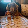 Odie