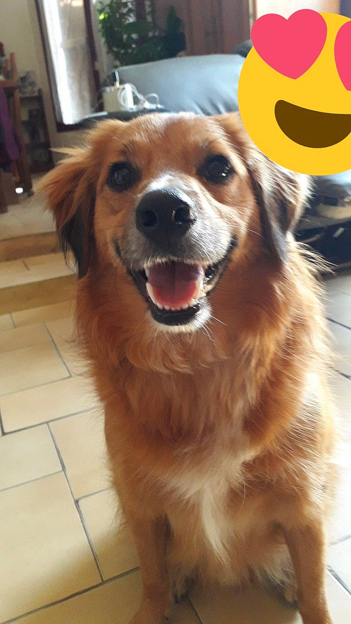 Loky a rejoint le concours — aidez-le/la à gagner de superbes lots ! ancient_dog_breeds, canidae, carnivore, collar, companion_dog, dog, dog_breed, fawn, flooring, fur, hardwood, liver, snout, sporting_group, terrestrial_animal, tile_flooring, whiskers, working_animal, working_dog