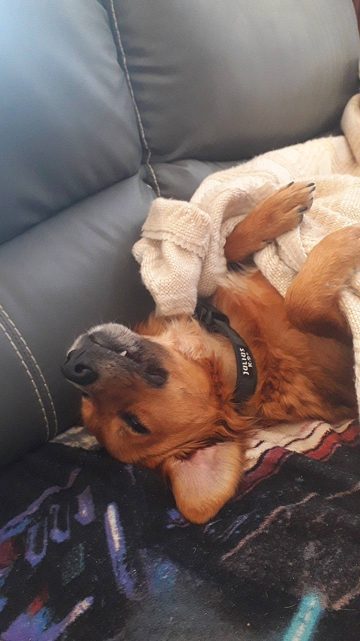 Loky participe au concours pour gagner de l'argent avec cette photo : canidae, carnivore, comfort, companion_dog, couch, dog, dog_breed, ear, fawn, fur, liver, nap, non_sporting_group, paw, sleep, snout, sporting_group, whiskers, working_animal, wrinkle