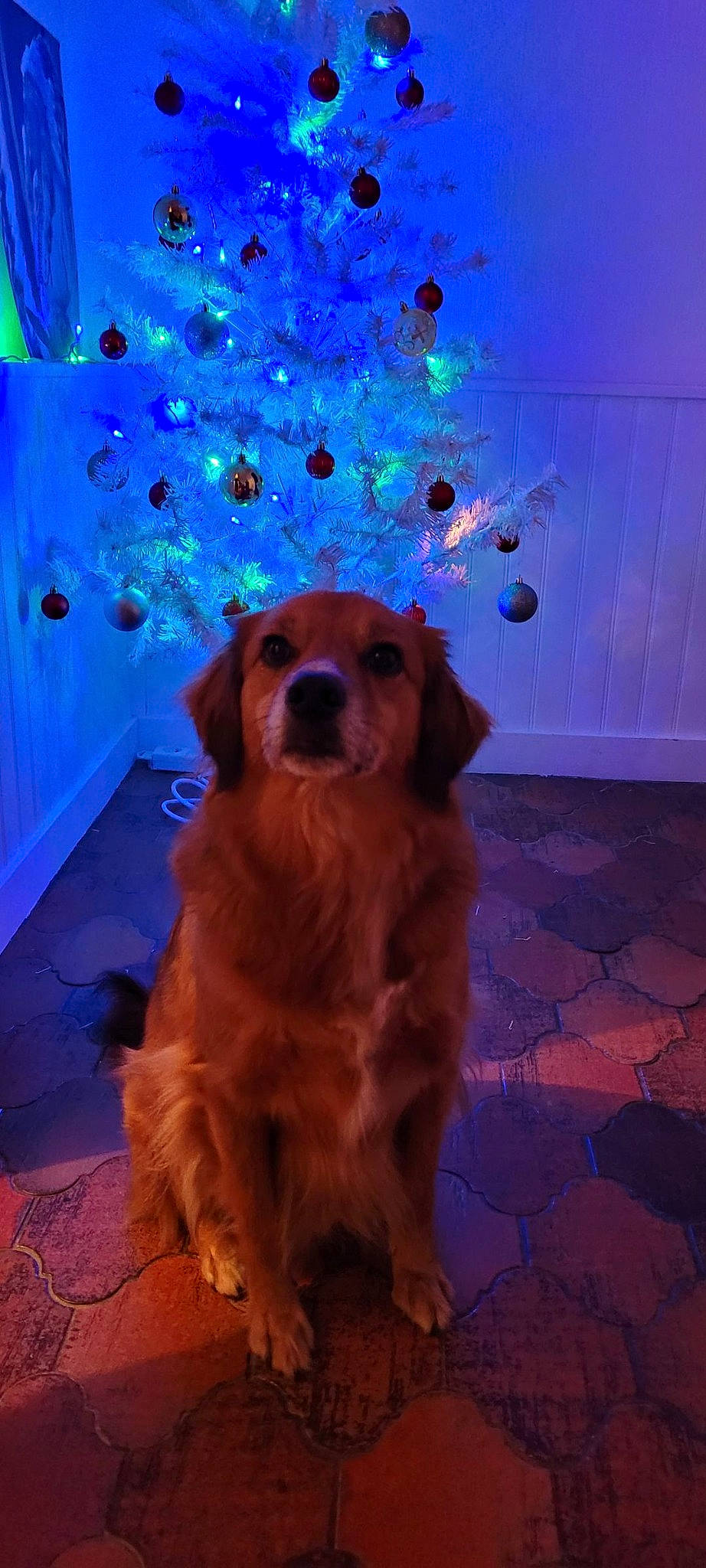 Loky a rejoint le concours — aidez-le/la à gagner de superbes lots ! blue, carnivore, christmas_tree, companion_dog, dog, dog_breed, dog_supply, electric_blue, event, fawn, floor, flooring, fun, gun_dog, hat, purple, snout, spaniel, toy, working_animal