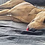 dog, sleeping, bed, indoor, resting, tongue_out, canine, fur, closeup, relaxation, home, pet, cute, animal, comfort, laying_down, brown_fur, snout, ears, blanket
