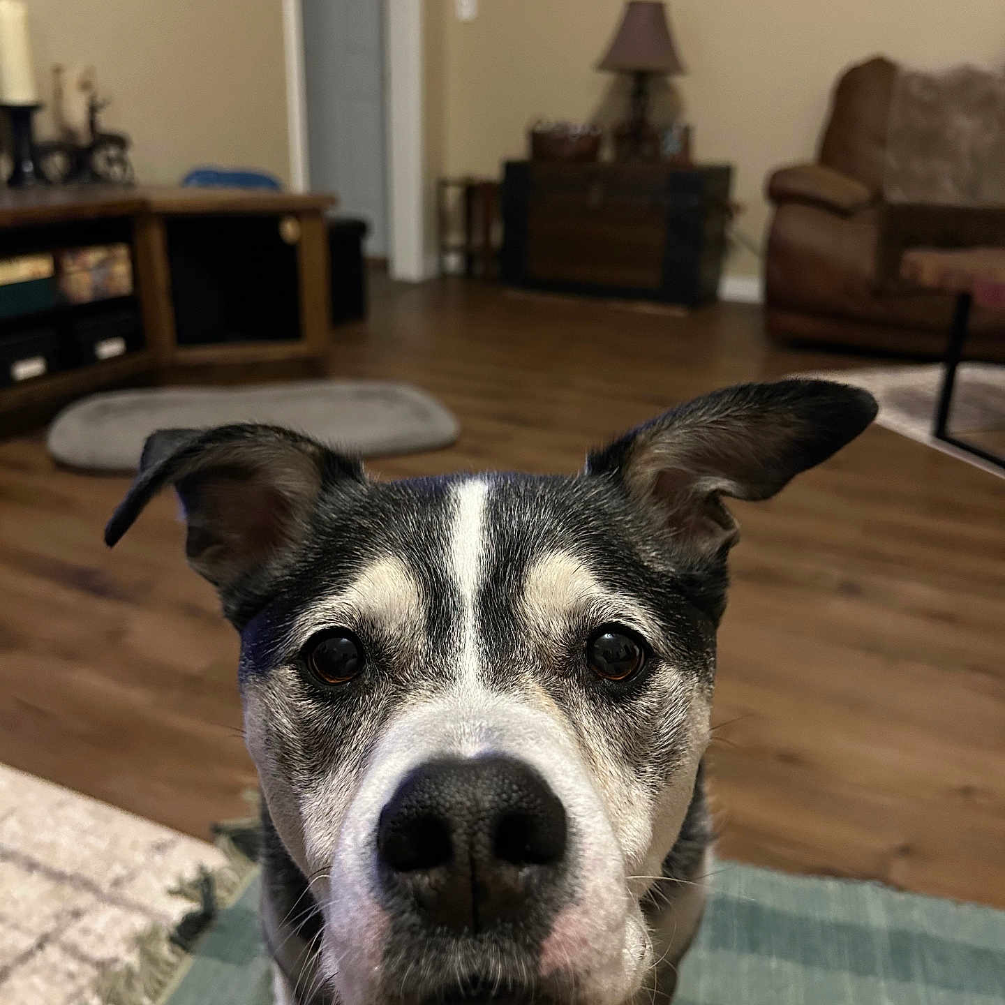 John Schultz is registered to the contest to win money with this photo: animal, black, brown, canine, carpet, close_up, dog, ear, floor, furniture, home, indoors, knee, living_room, looking_at_camera, nose, person, pet, resting, white