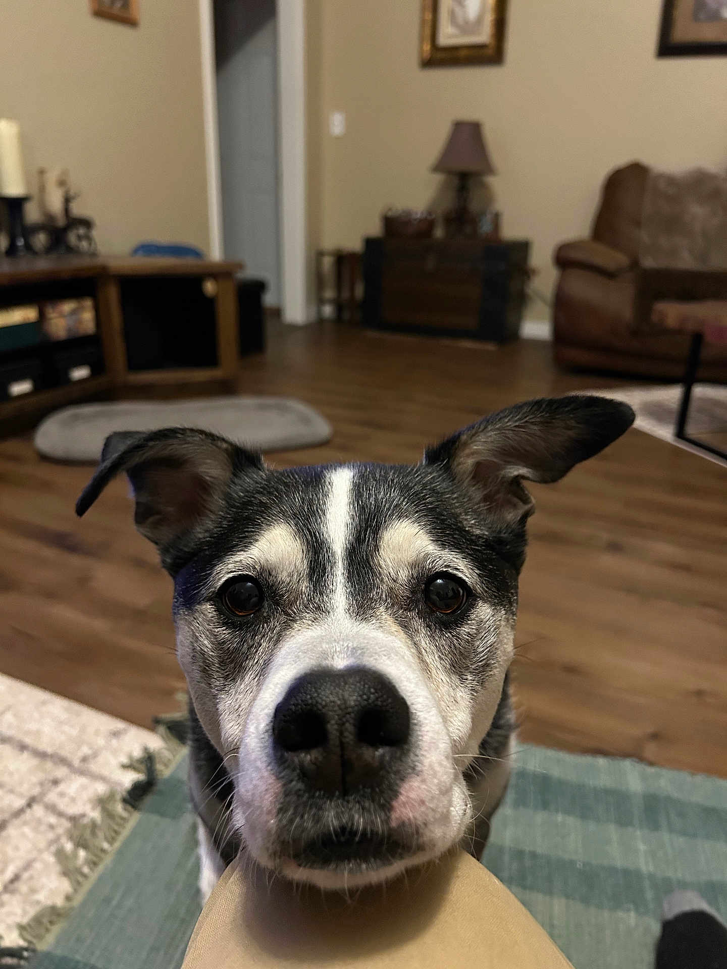 John Schultz is registered to the contest to win money with this photo: animal, black, brown, canine, carpet, close_up, dog, ear, floor, furniture, home, indoors, knee, living_room, looking_at_camera, nose, person, pet, resting, white