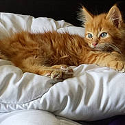 Noa participe au concours pour gagner de l'argent avec cette photo : adorable, animal, blue_eyes, cat, cozy, cushion, cute, feline, fluffy, fur, indoor, kitten, orange_cat, paws, pet, relaxed, resting, soft, white_cushion, young_cat