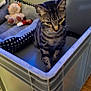 Jinx is registered to the contest to win money with this photo: cat, tabby_cat, plastic_bin, pet_bed, stuffed_toy, teddy_bear, toy, wooden_floor, rug, indoor, pet, animal, feline, curious, sitting, cozy, home, domestic, gray_cat, striped