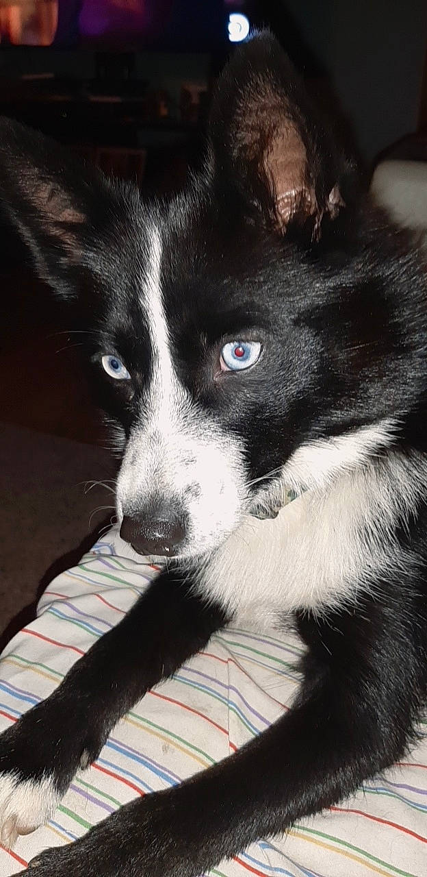 Max is registered to the contest to win money with this photo: canidae, carnivore, companion_dog, dog, dog_breed, fur, herding_dog, snout, sporting_group, whiskers, working_animal, working_dog