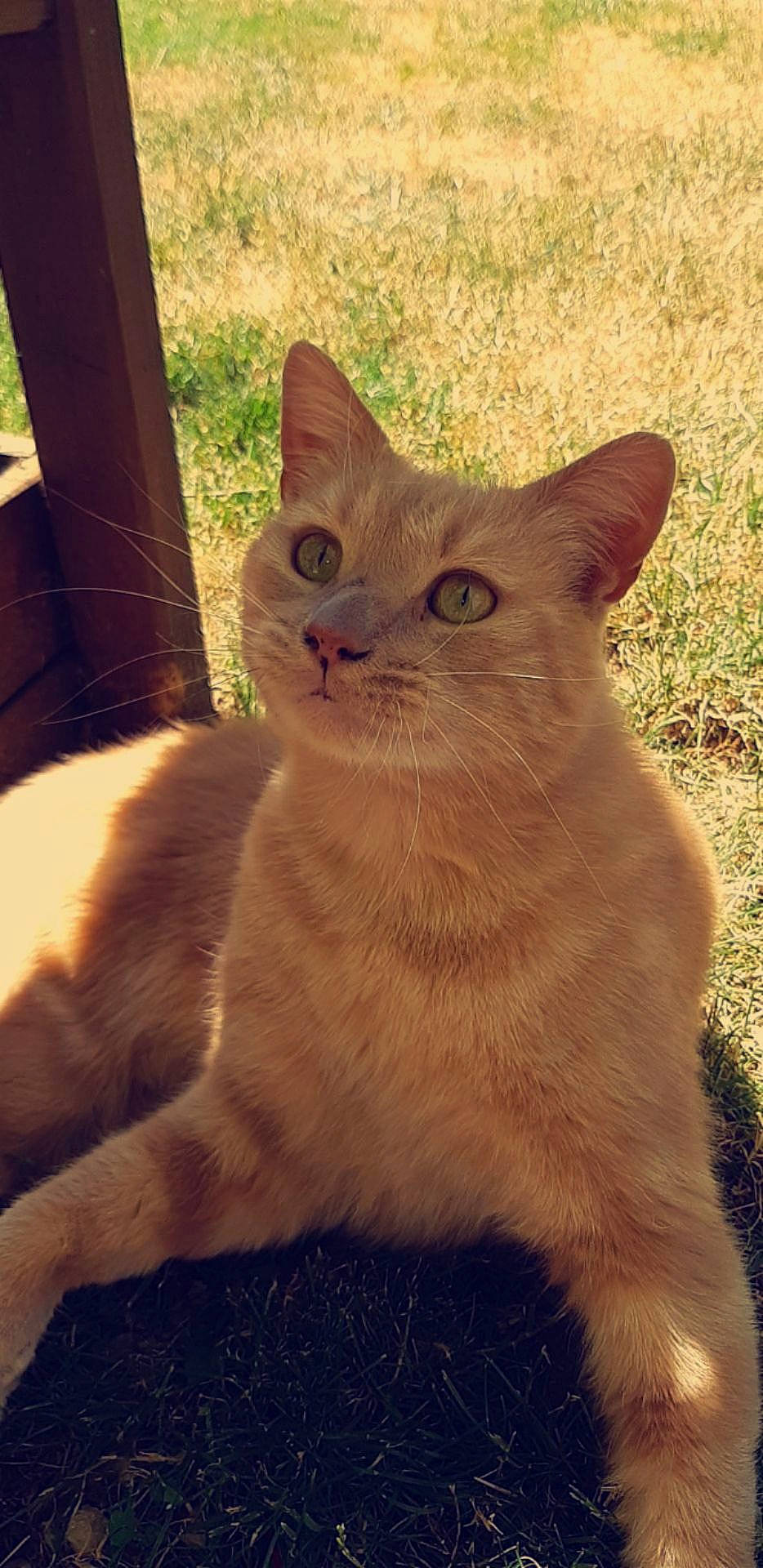 Gizmo a rejoint le concours — aidez-le/la à gagner de superbes lots ! carnivore, cat, domestic_short_haired_cat, eye, fawn, felidae, fur, paw, small_to_medium_sized_cats, snout, tail, terrestrial_animal, tints_and_shades, whiskers, window