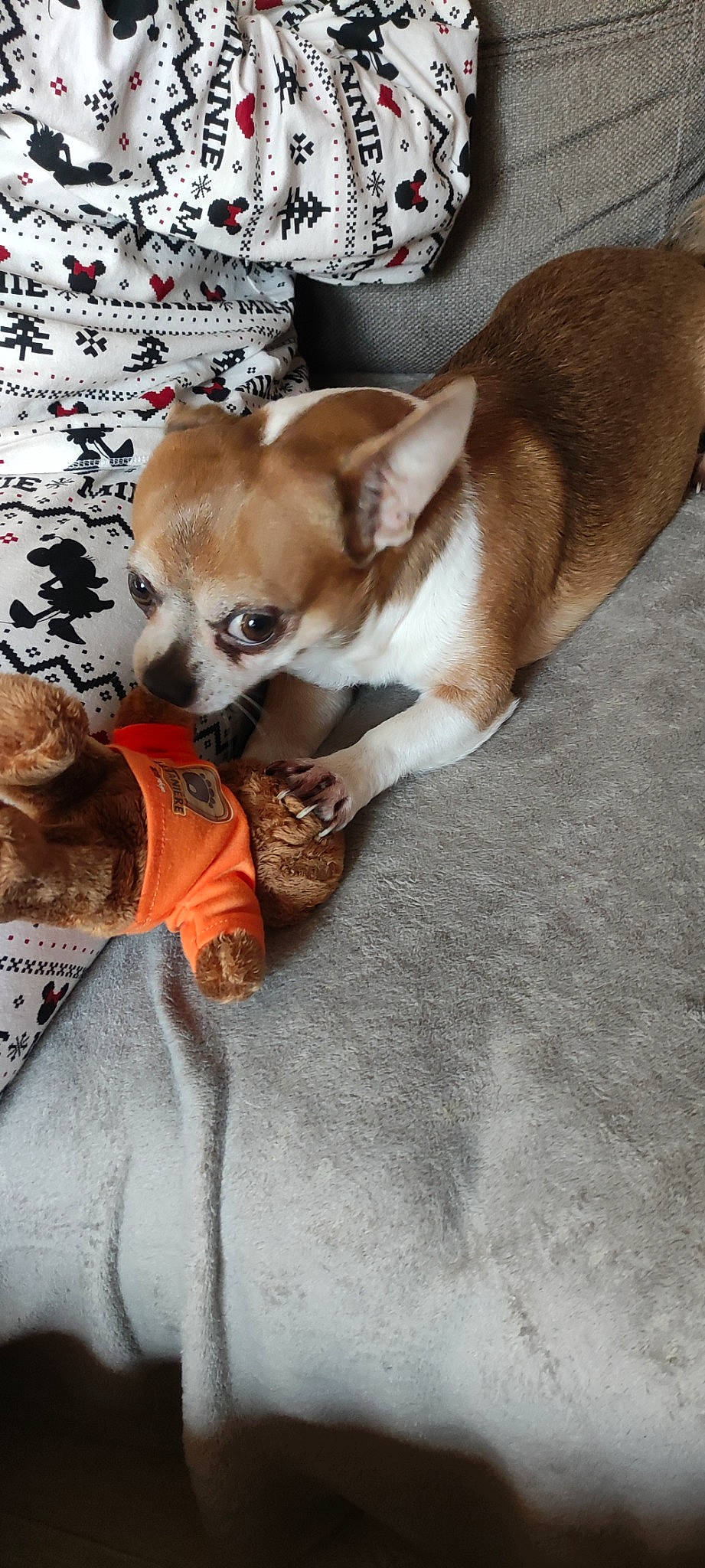 London a rejoint le concours — aidez-le/la à gagner de superbes lots ! canidae, carnivore, chihuahua, comfort, companion_dog, dog, dog_breed, dog_supply, fawn, fur, linens, nap, paw, puppy_love, snout, sporting_group, tail, toy_dog, whiskers, working_animal