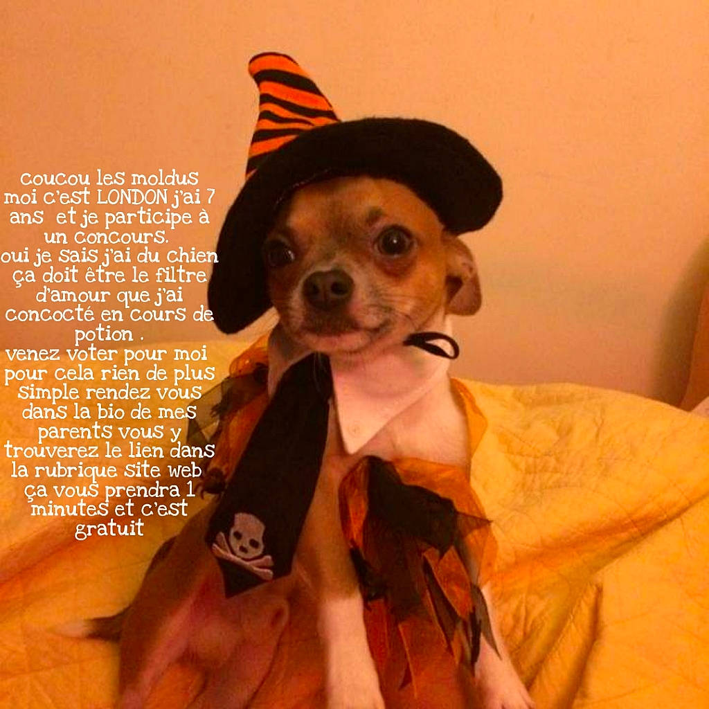 London participe au concours pour gagner de l'argent avec cette photo : cap, carnivore, companion_dog, costume_hat, cowboy_hat, dog_breed, dog_clothes, eyewear, fawn, fedora, gesture, hat, mammal, orange, snout, sun_hat, sunglasses, tie, vertebrate, working_animal