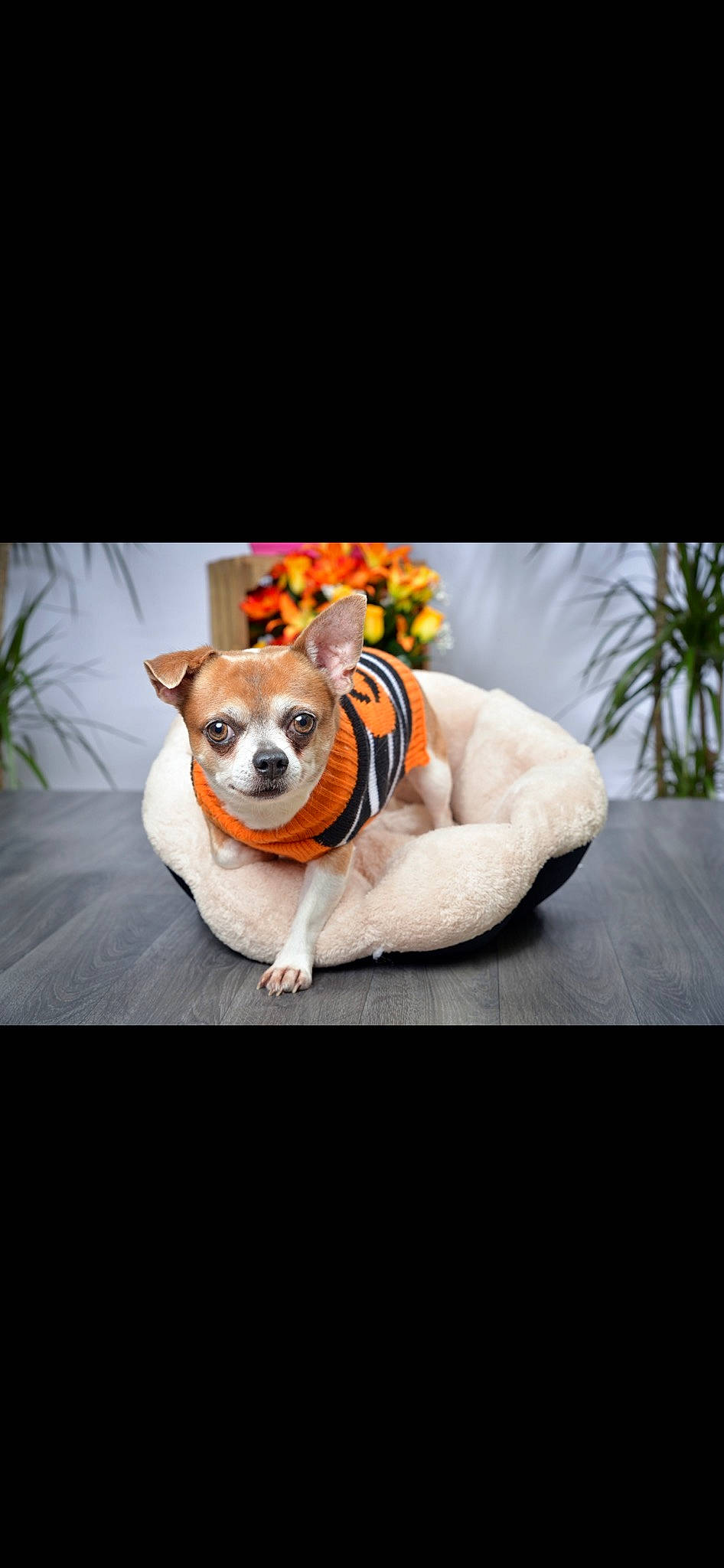 London a rejoint le concours — aidez-le/la à gagner de superbes lots ! carnivore, chair, collar, comfort, companion_dog, couch, dog, dog_breed, dog_clothes, dog_collar, dog_supply, fawn, font, glasses, goggles, pet_supply, plant, snout, sunglasses, table