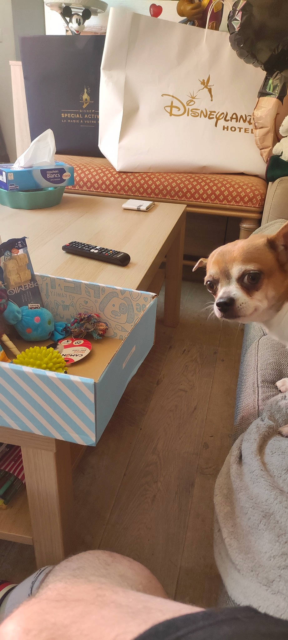 London a rejoint le concours — aidez-le/la à gagner de superbes lots ! canidae, carnivore, chihuahua, comfort, companion_dog, desk, dog, dog_breed, dog_supply, fawn, flooring, hardwood, living_room, pillow, room, snout, sporting_group, table, toy_dog, wood