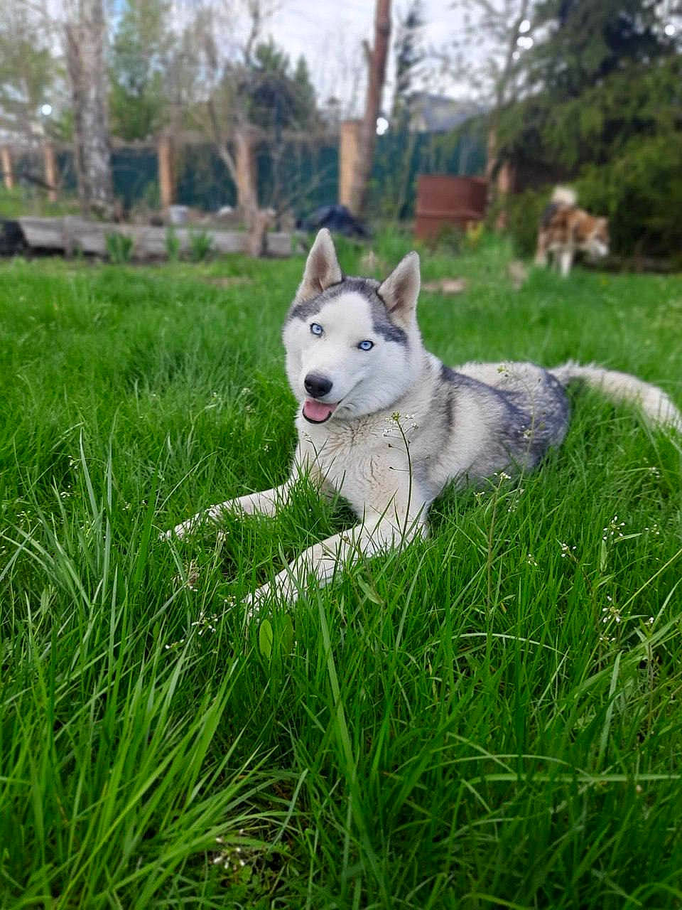 Inaya participe au concours pour gagner de l'argent avec cette photo : ancient_dog_breeds, canis, carnivore, collar, companion_dog, dog, dog_breed, fawn, grass, grassland, groundcover, lawn, plant, sky, tail, terrestrial_animal, tree, wolf, working_animal, working_dog