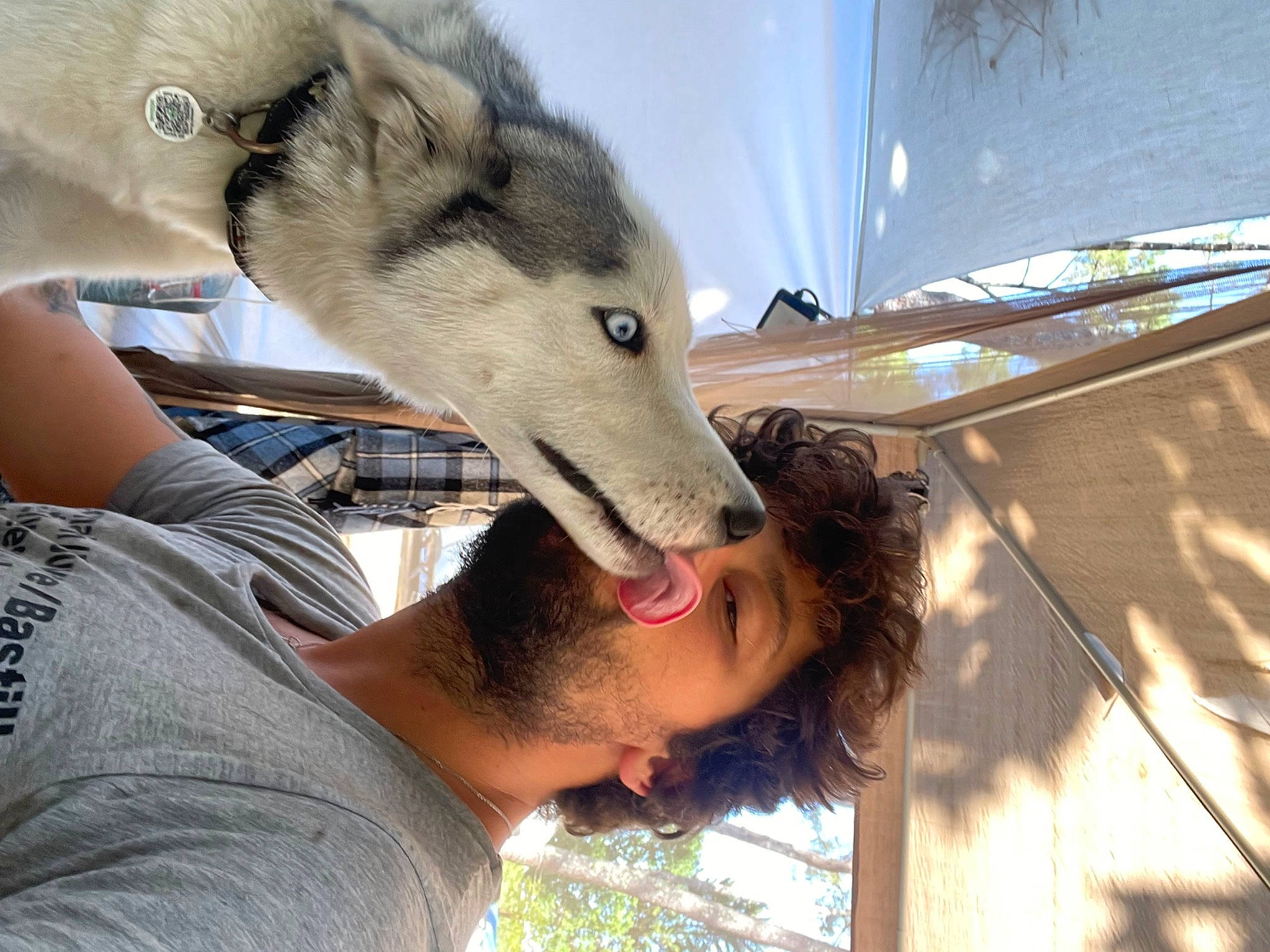 Inaya participe au concours pour gagner de l'argent avec cette photo : beard, canidae, canis, carnivore, clothing, dog, dog_breed, fur, jaw, recreation, siberian_husky, sled_dog, snapshot, snout, sporting_group, t_shirt, terrestrial_animal, wildlife, wolf, working_animal