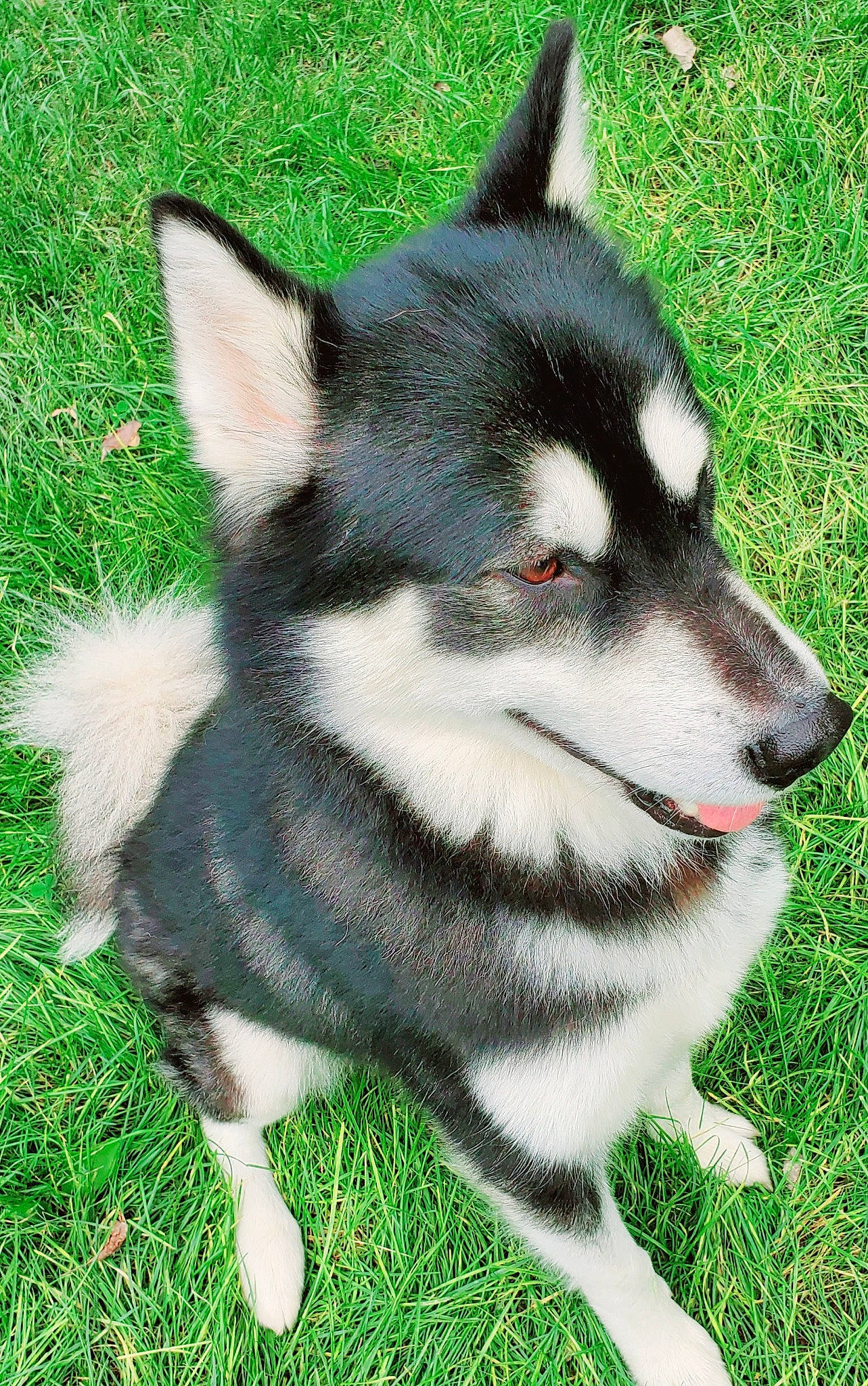 Jaxon joined the competition — help win amazing prizes! canidae, canis, carnivore, collar, companion_dog, dog, dog_breed, eye, fashion_accessory, fur, grass, siberian_husky, sled_dog, snout, sporting_group, tail, terrestrial_animal, whiskers, working_animal, working_dog