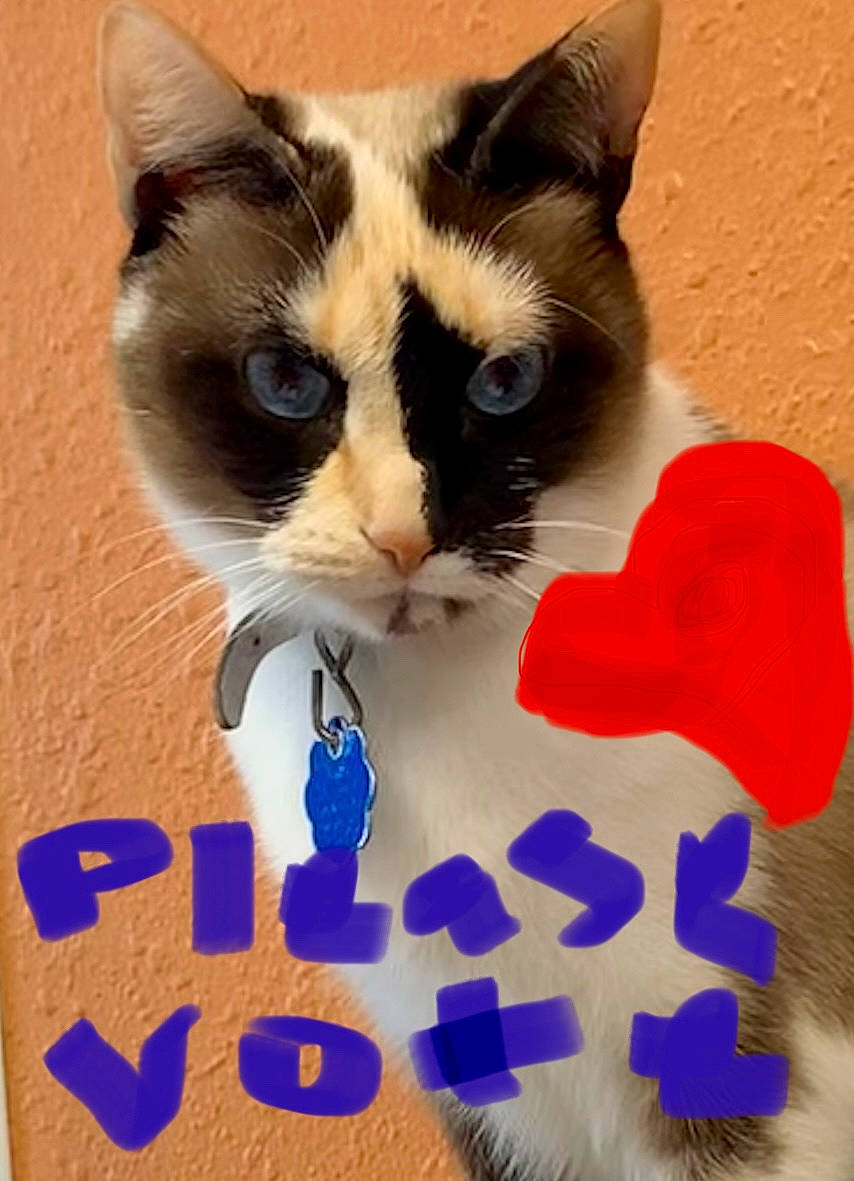 Tiramisu is registered to the contest to win money with this photo: carnivore, cat, cat_supply, claw, domestic_short_haired_cat, electric_blue, felidae, font, fur, mammal, paw, pet_food, pet_supply, photo_caption, small_to_medium_sized_cats, snout, tail, whiskers