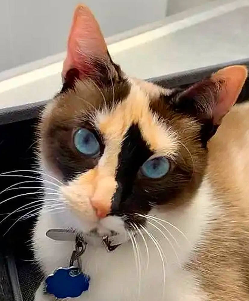 Tiramisu joined the competition — help win amazing prizes! carnivore, cat, comfort, domestic_short_haired_cat, ear, eye, eyebrow, felidae, fur, hair, head, nose, paw, small_to_medium_sized_cats, snout, tail, whiskers, window