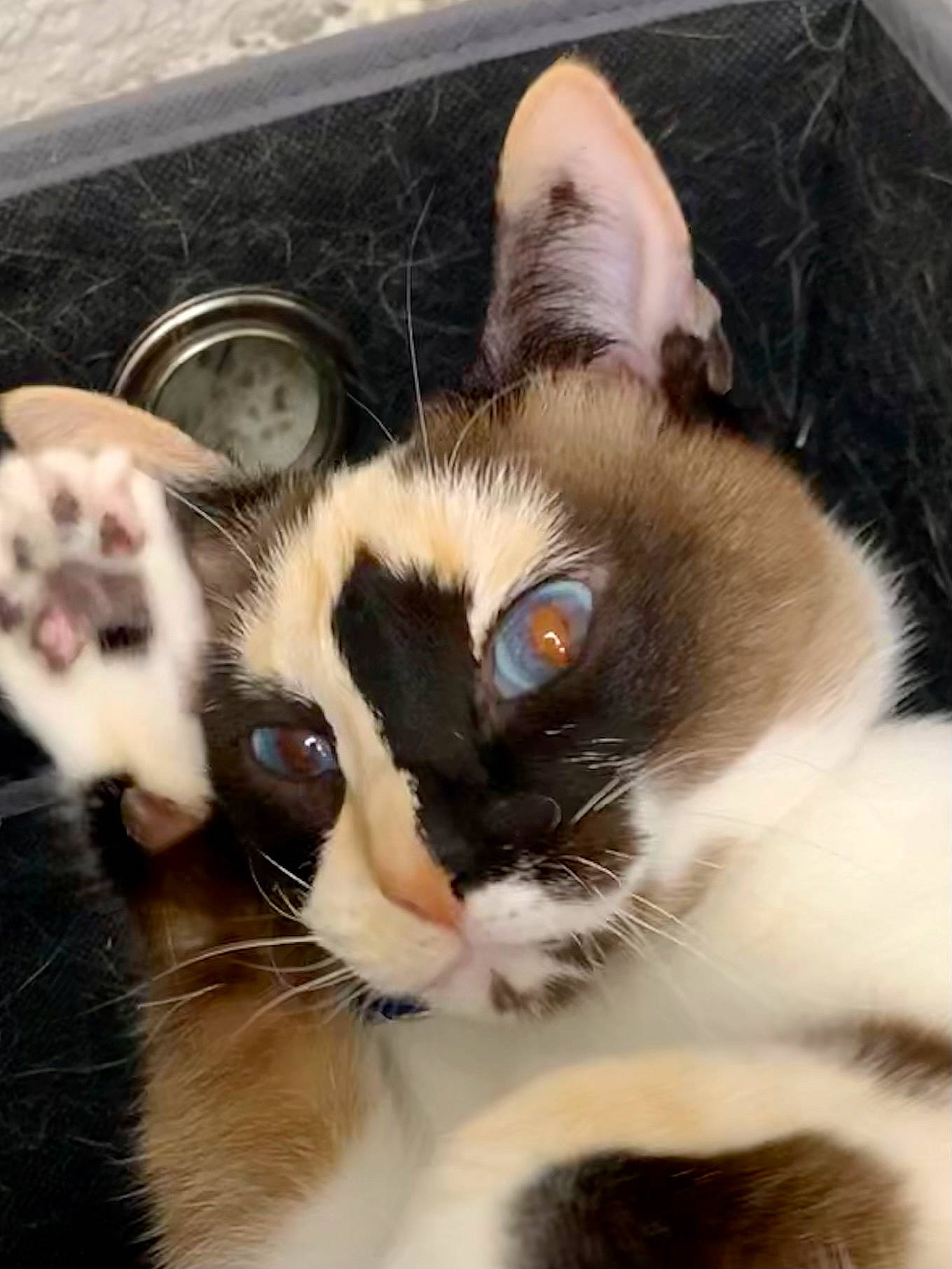 Tiramisu joined the competition — help win amazing prizes! carnivore, cat, claw, comfort, domestic_short_haired_cat, ear, eye, eyelash, fawn, felidae, fur, human_body, iris, leg, paw, small_to_medium_sized_cats, snout, thai, whiskers, window