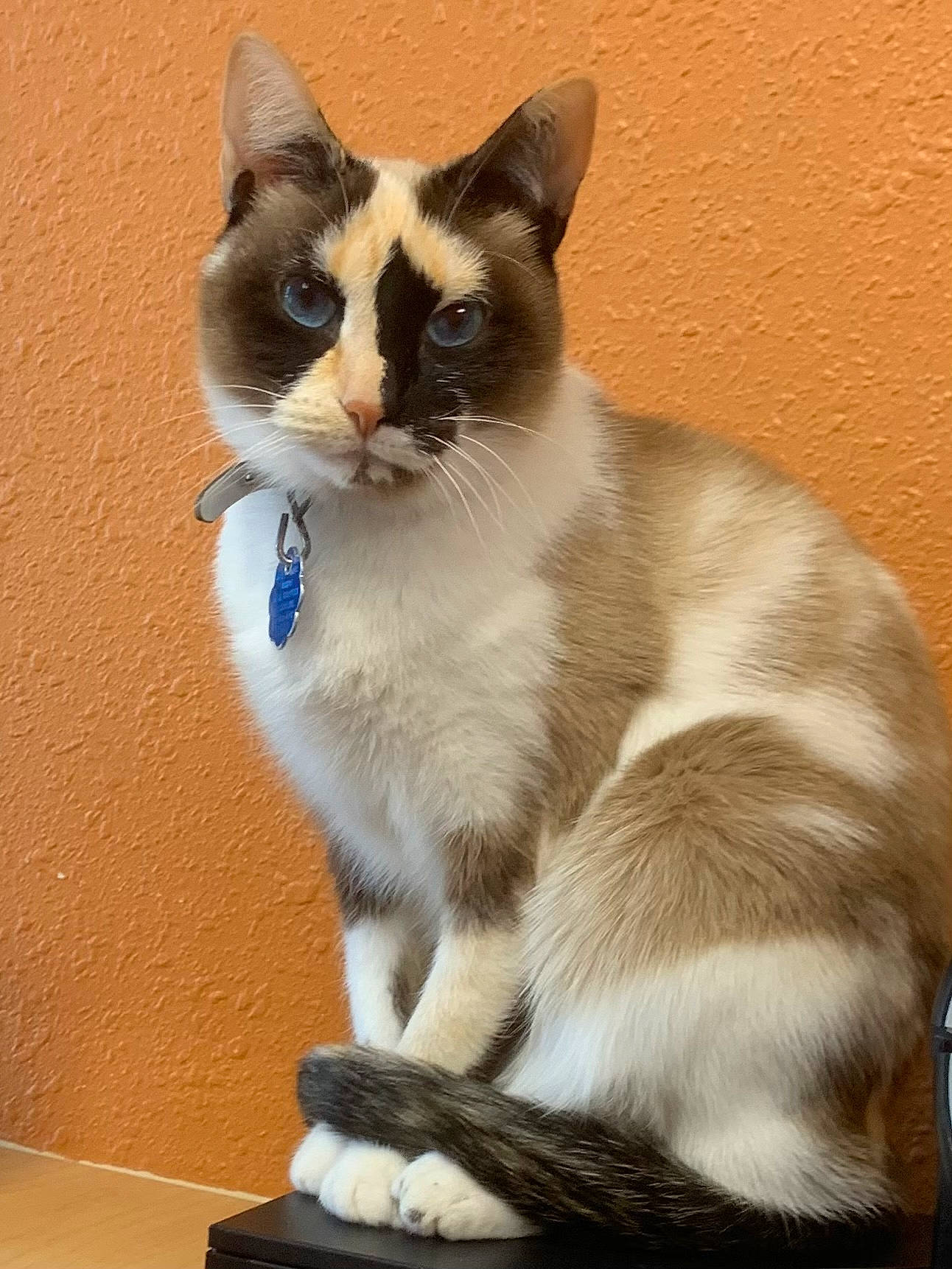 Tiramisu joined the competition — help win amazing prizes! carnivore, cat, cat_furniture, collar, domestic_short_haired_cat, fawn, felidae, fur, paw, pet_supply, photo_caption, small_to_medium_sized_cats, snout, tail, terrestrial_animal, thai, whiskers, window