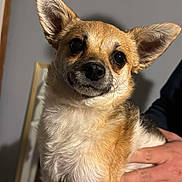 Gizmo joined the competition — help win amazing prizes! adorable, animal, brown_and_white, canine, close_up, companion, cute, dog, domestic_animal, ears, friendly, fur, hand, indoor, light_and_shadow, looking_at_camera, mammal, pet, portrait, small_dog