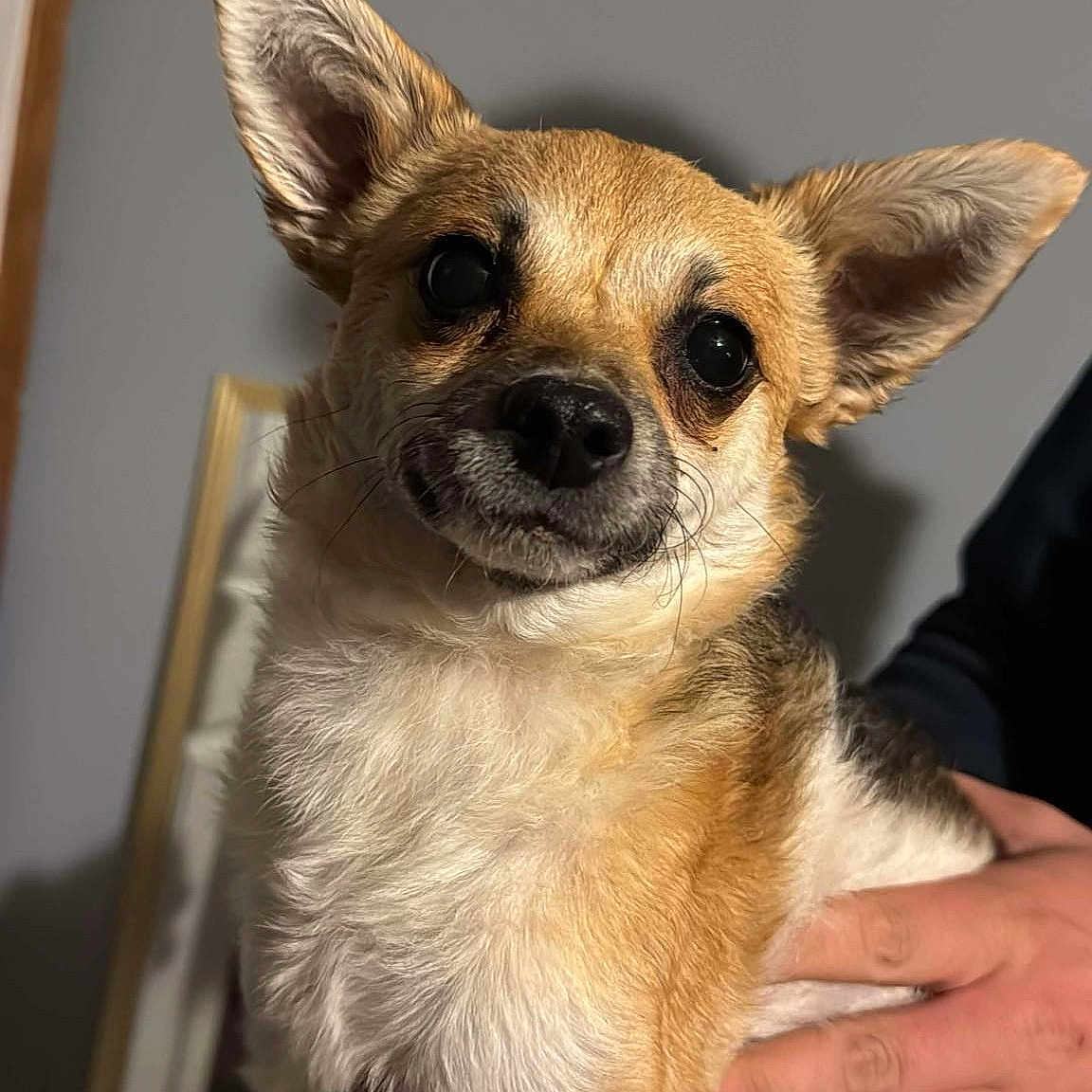 Gizmo joined the competition — help win amazing prizes! adorable, animal, brown_and_white, canine, close_up, companion, cute, dog, domestic_animal, ears, friendly, fur, hand, indoor, light_and_shadow, looking_at_camera, mammal, pet, portrait, small_dog