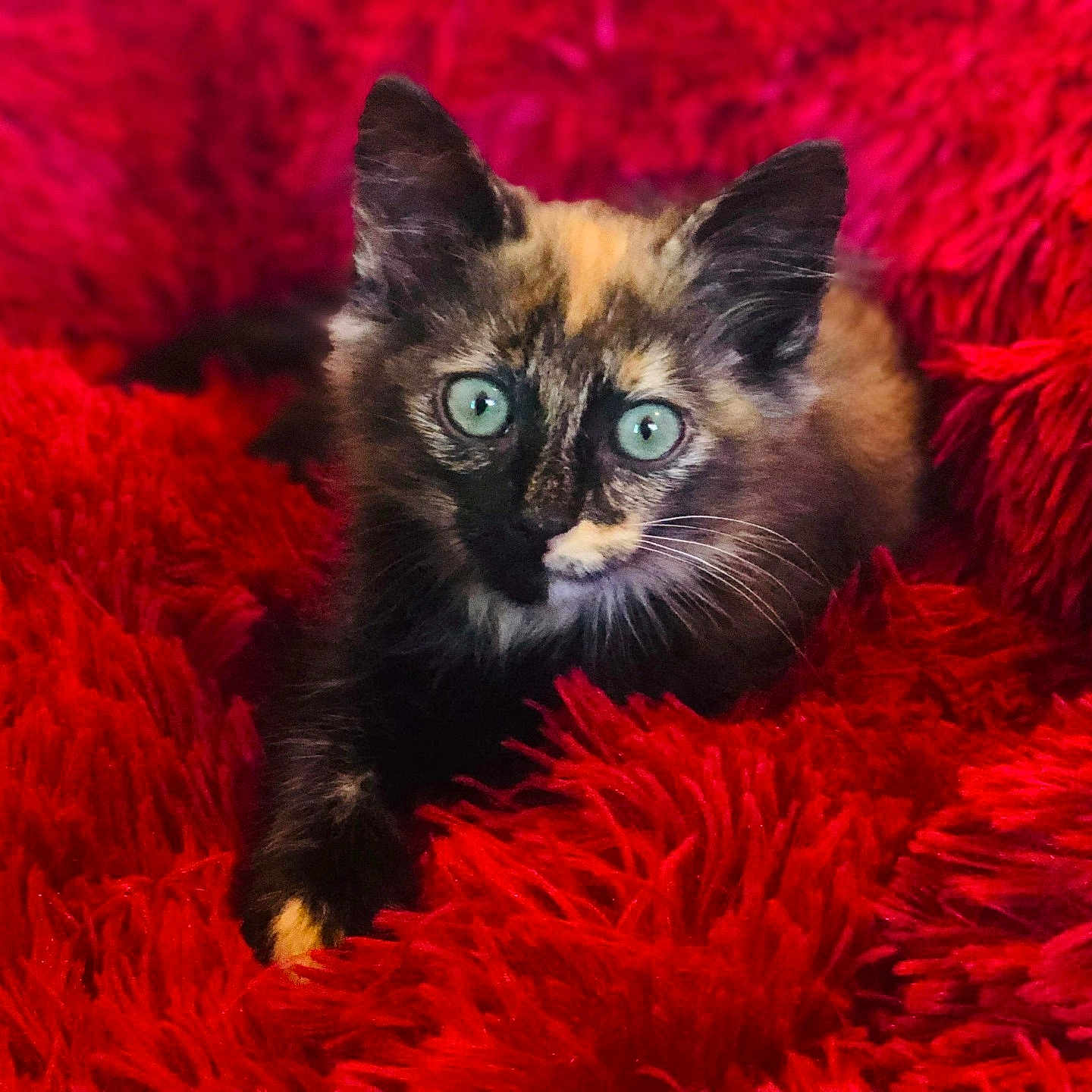 Chat Bella