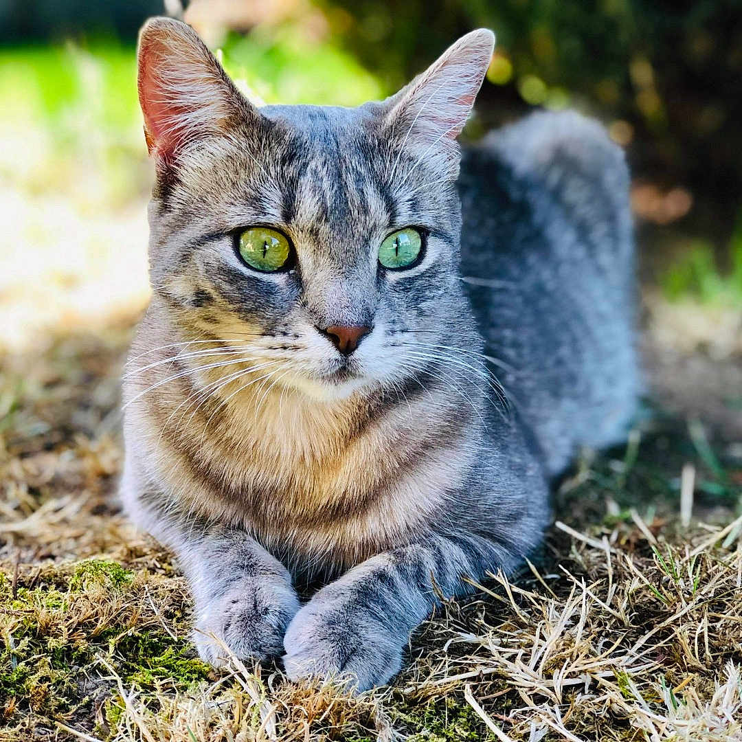 Bella Simba