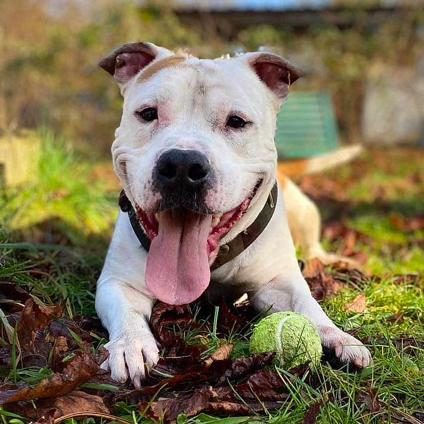 Jazzy participe au concours pour gagner de l'argent avec cette photo : dog, tongue_out, tennis_ball, grass, autumn_leaves, outdoor, pet, playing, happy, animal, canine, nature, collar, closeup, summer, daylight, laying, smiling, friendly, cute