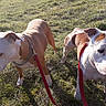 animal, brown_and_white, canine, chain, collar, companions, daytime, dog, field, grass, leash, mammal, nature, outdoor, park, pet, standing, sunlight, two_dogs, walking