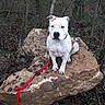 Jazzy a rejoint le concours — aidez-le/la à gagner de superbes lots ! alert, animal, branches, brown_spots, canine, daylight, dog, forest, ground, leaf_litter, nature, outdoor, pet, red_leash, rock, sitting, trees, white_dog, wild, woods