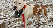 Jazzy a rejoint le concours — aidez-le/la à gagner de superbes lots ! alert, animal, canine, collar, dog, earth, field, fur, grass, landscape, leash, muzzle, nature, outdoor, overcast, pet, snow, standing, tree, winter